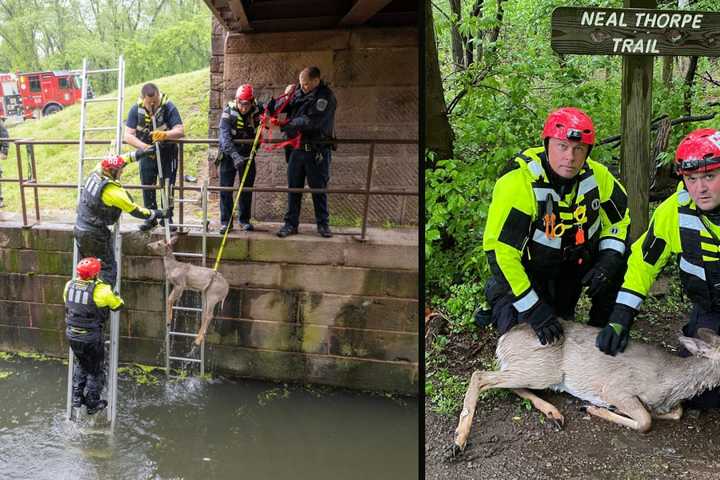 Montco Firefighters Rescue Trapped Deer From Schuylkill Canal