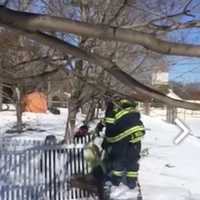 Greenwich Firefighters Come To The Rescue For Deer Stuck In Fence