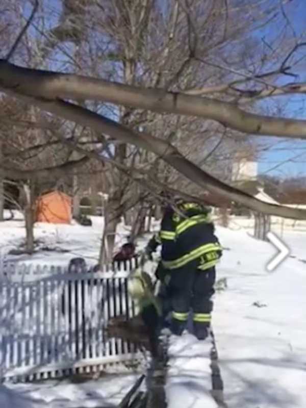 Greenwich Firefighters Come To The Rescue For Deer Stuck In Fence