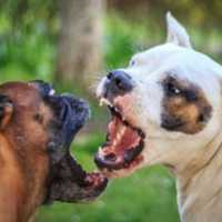 Convict Admits More Crimes In Dog-Fighting Ring That Stretched From NJ To New Mexico