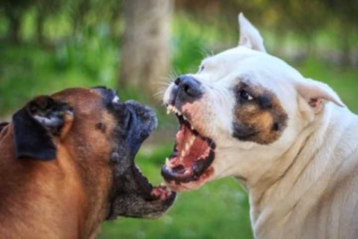 Jersey Shore Dog Fighter Who Dumped Dead Pit Bull In Trash Goes To Fed Pen