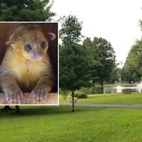 Bergen Boy, 8, Bitten By Kinkajou Gets Rabies Shots, Experts Warn Owners