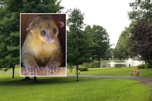 Bergen Boy, 8, Bitten By Kinkajou Gets Rabies Shots, Experts Warn Owners