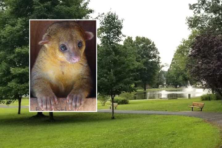 Bergen Boy, 8, Bitten By Kinkajou Gets Rabies Shots, Experts Warn Owners