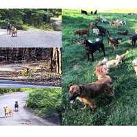 'Unfed, Unhealthy & Dirty': More Than 90 Dogs, Pups Removed From Sussex Home, Couple Charged