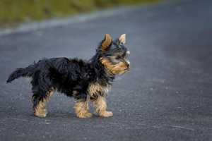 Man Helping Hurt Dog On Highway Hit By Drunk Driver: Pennsylvania State Police