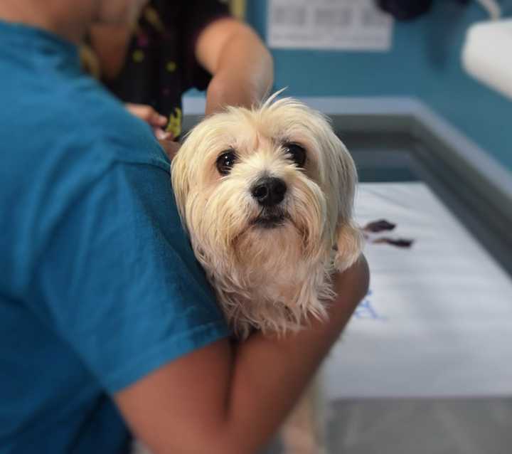 A veterinarian&#x27;s aide holding a dog during a procedure.