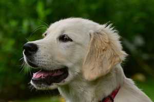 Can You Guess? New Study Reveals CT's Favored Dog Breed