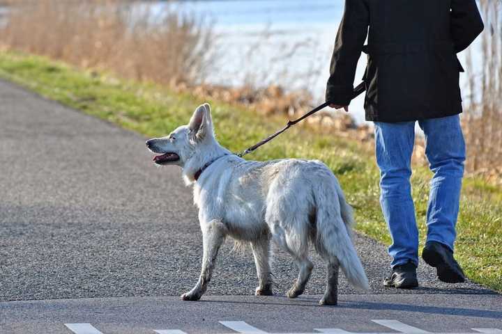 Man Walking Dog Dies 9 Days After Being Struck, York Co. Coroner Says