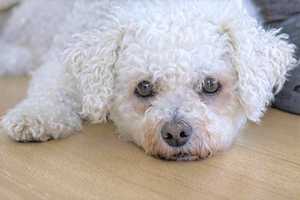 Police: Bichon Frisé Breaks Loose, Killed By Pit Bull On Glen Rock Street