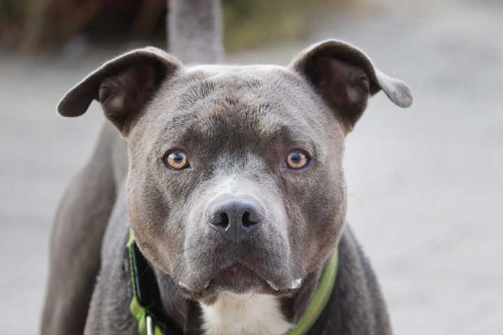 Freeport Man Accused Of Breeding, Selling Pit Bulls For Dog Fighting