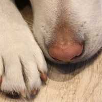 CT Animal Rescue Issues 'Emergency Plea' For All Dogs To Be Adopted Ahead Of Closure