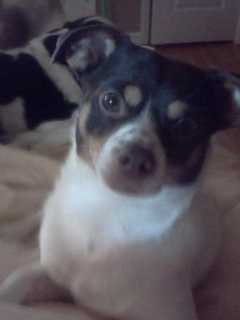 Rocco Come Home: Mahopac Family Seeks Help In Finding Missing Pet