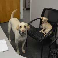<p>Sunny and Cooper hang out in an office at Delaney Computer Services in Mahwah.</p>
