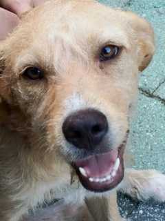 Grateful Doggies Seeking Volunteers, Donations