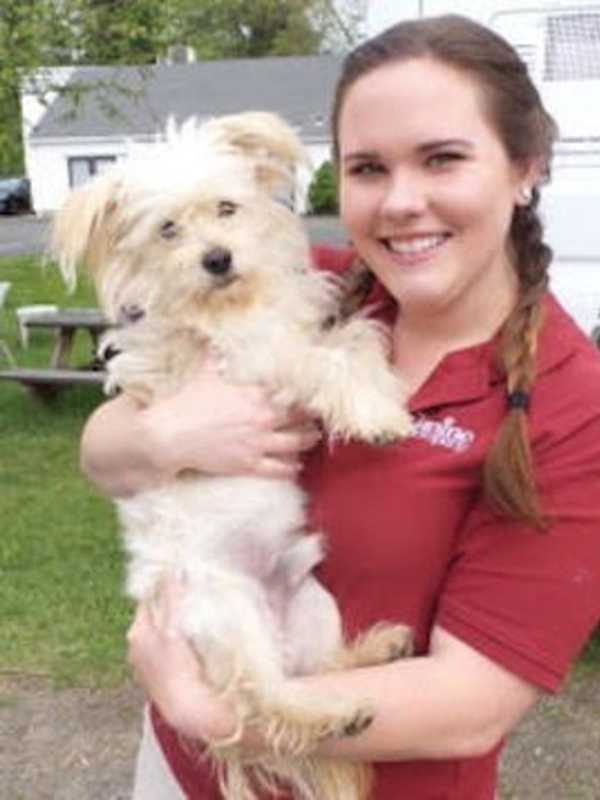 Wilton-Based Canine Co. Gives Dogs Makeovers To Prepare For Adoption