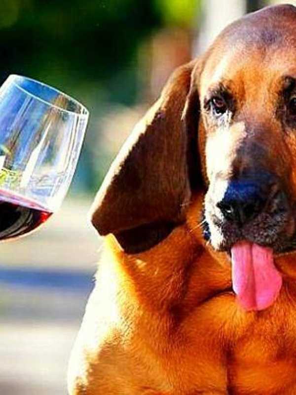 Animal Lovers Invited To Wine Benefit In Mohegan Lake