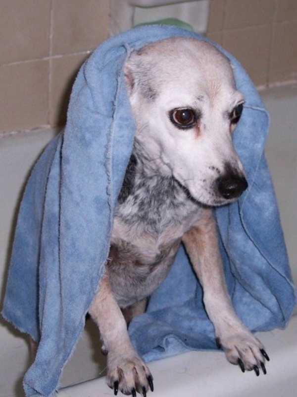 Putnam Humane Society Pampers Canine Friends At Dog Wash Day Of Summer