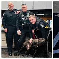 <p>The dog with Prospect Park police.</p>