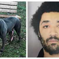 Dog Found Abandoned In Delco Park, Owner Charged With Neglect: Police
