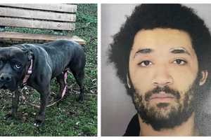 Dog Found Abandoned In Delco Park, Owner Charged With Neglect: Police