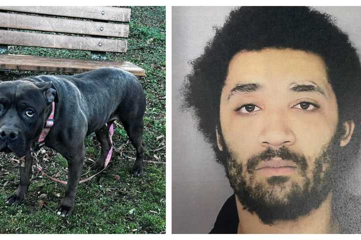 Dog Found Abandoned In Delco Park, Owner Charged With Neglect: Police