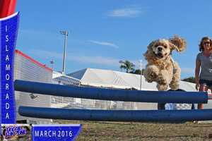 Chamber Seeking Vendors For First Westport Dog Festival