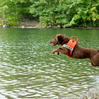 <p>Search and rescue dogs and their handlers came to Monksville Reservoir in Ringwood for a two-day training, dubbed Water Workout Weekend.</p>