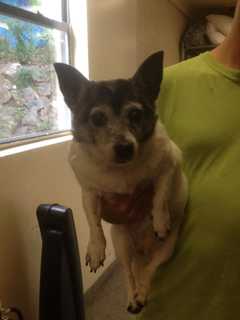 Doe-Eyed Chihuahua Found In New Rochelle