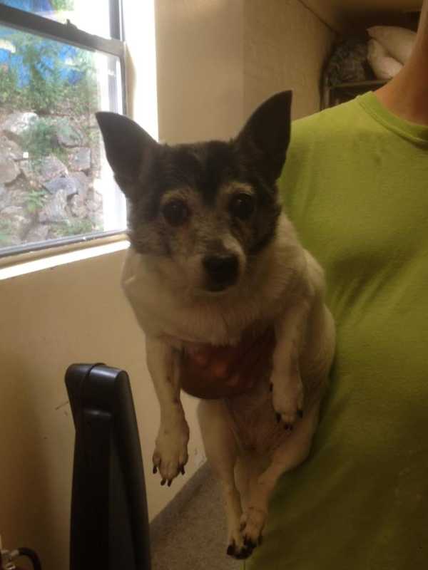 Doe-Eyed Chihuahua Found In New Rochelle