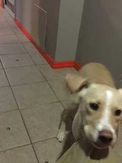 Dog 'Nike' Missing From Mount Vernon