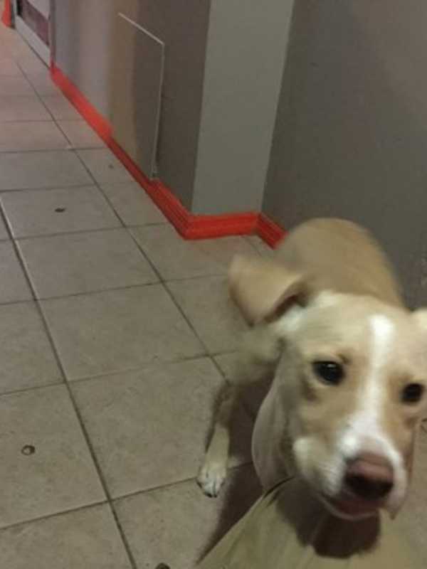 Dog 'Nike' Missing From Mount Vernon