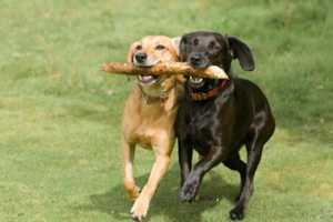 Glen Rock Fundraiser Benefits Dog Park