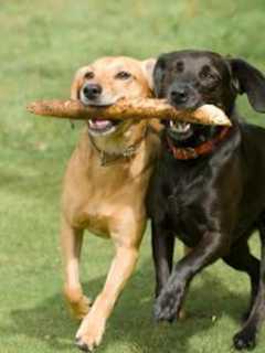 Glen Rock Painting Fundraiser Supports Dog Park