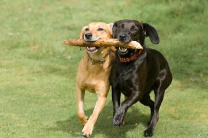 Glen Rock Fundraiser Benefits Dog Park