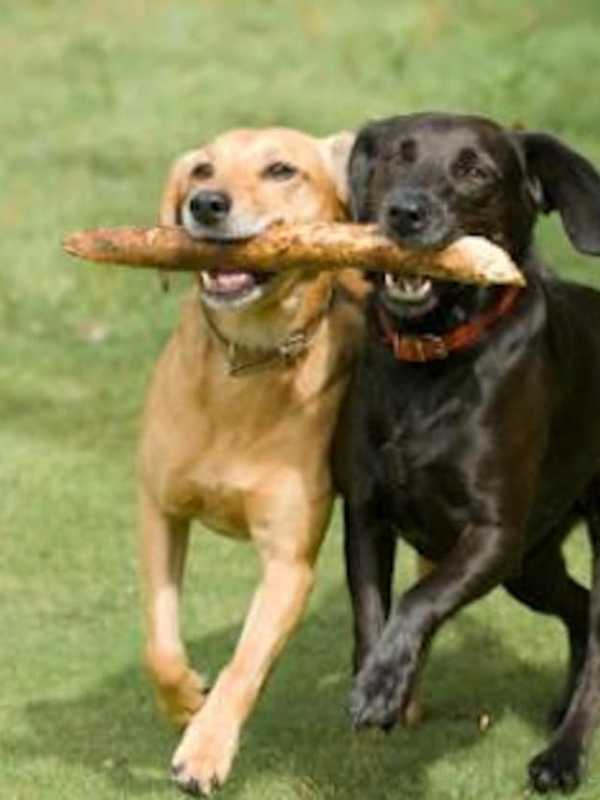 Glen Rock Painting Fundraiser Supports Dog Park