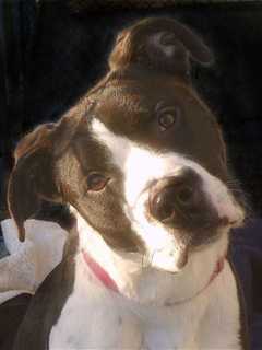 Putnam Humane Society Seeks Home For Laila