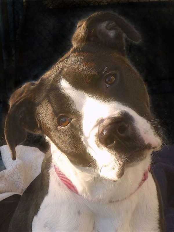 Putnam Humane Society Seeks Home For Laila