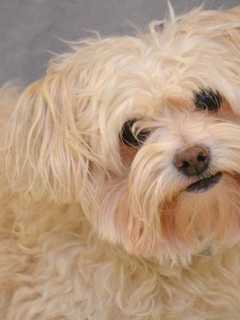 Franklin Lakes Pet Owners Must Renew Dog Licenses