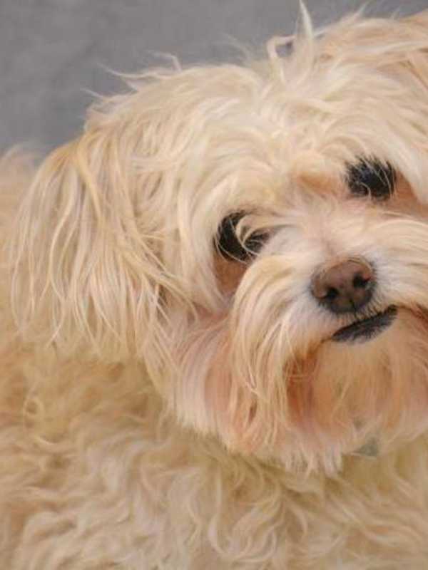 Franklin Lakes Pet Owners Must Renew Dog Licenses