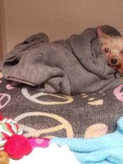 GoFundMe Drive Launched For Abused Yonkers Dog
