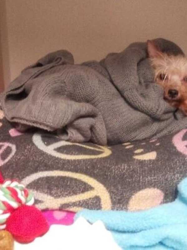 GoFundMe Drive Launched For Abused Yonkers Dog