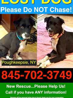 Rescue Dog Escapes From New Home In Poughkeepsie