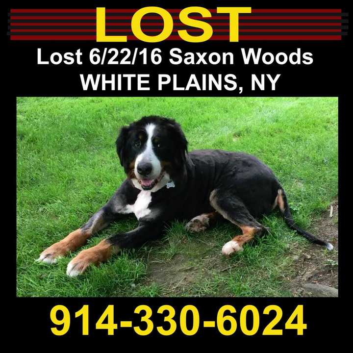 This dog is missing in White Plains.