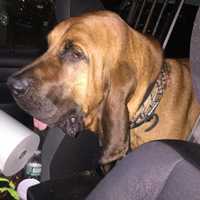 Stamford Police Officer, K9 Rescue Youth