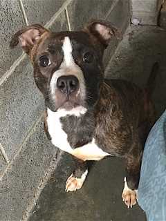 Owner Of Pitbull Found In Patterson Sought