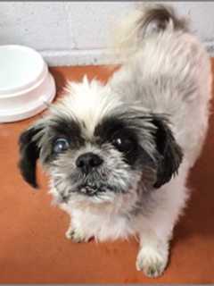 Donations Sought For Hermione, A Dog In Poor Health At Briarcliff Shelter