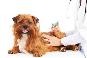 Cortlandt Animal Hospital Hosts Free Rabies Clinic