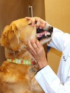 Proper Dental Care Helps Fido, Fluffy Live Longer, Says Fishkill Vet