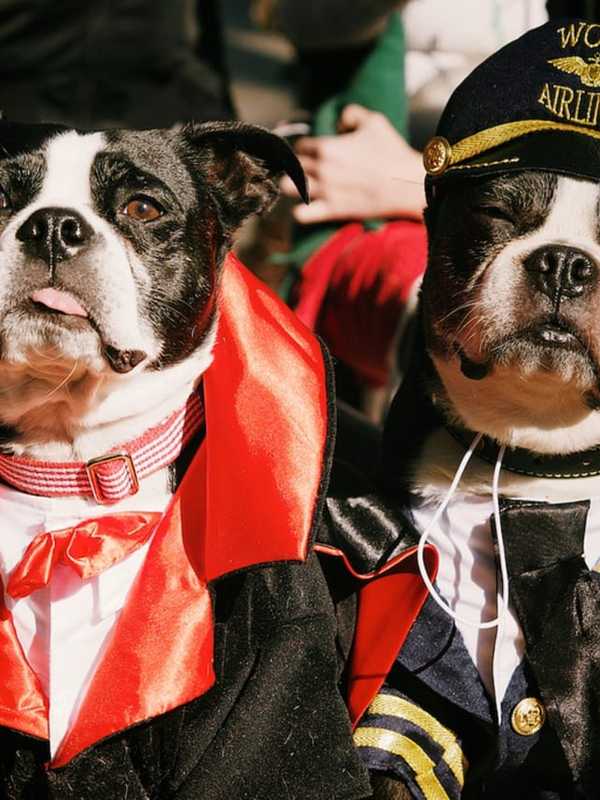 Allendale Festival Features Pies, Pet Parade, Perhaps Pontiacs